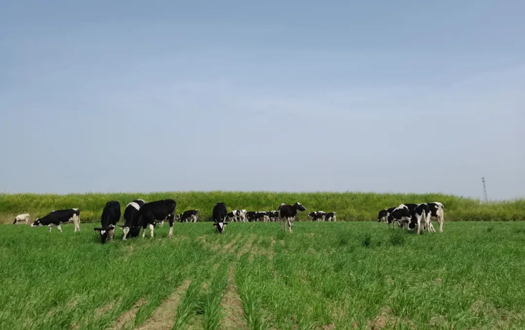 繼往開來 · 再創(chuàng)輝煌 | 花花牛乳業(yè)集團(tuán)召開9月營銷、養(yǎng)殖及飼料月度經(jīng)營工作會議
