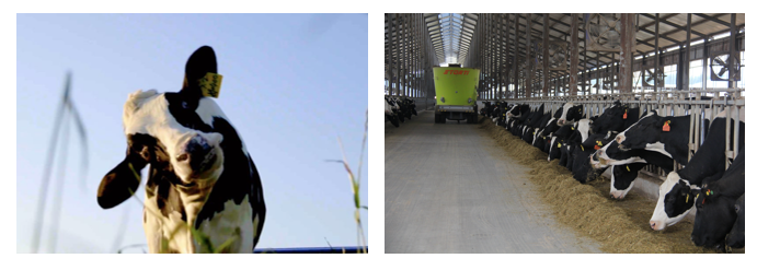 榮譽(yù) | 2019年度河南省美麗牧場(chǎng)名單新鮮出爐 花花牛乳業(yè)集團(tuán)旗下六個(gè)牧場(chǎng)榜上有名 榮譽(yù) | 2019年度河南省美麗牧場(chǎng)名單新鮮出爐 花花牛乳業(yè)集團(tuán)旗下六個(gè)牧場(chǎng)榜上有名