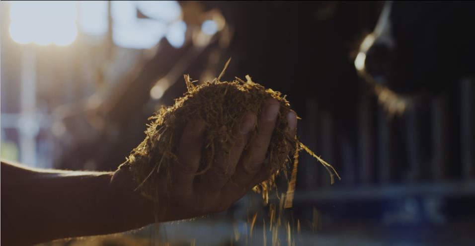 又雙叒叕獲獎(jiǎng)啦!花花牛榮獲“乳品質(zhì)量安全管理 優(yōu)秀企業(yè)” 又雙叒叕獲獎(jiǎng)啦!花花牛榮獲“乳品質(zhì)量安全管理 優(yōu)秀企業(yè)”